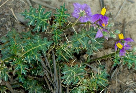  Flowering Shoot 